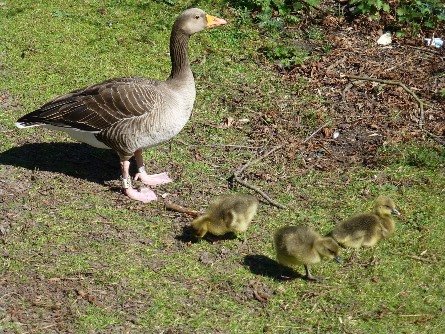 Weeder Geese - Image 2
