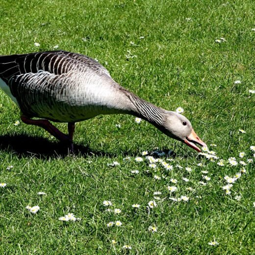 Weeder Geese