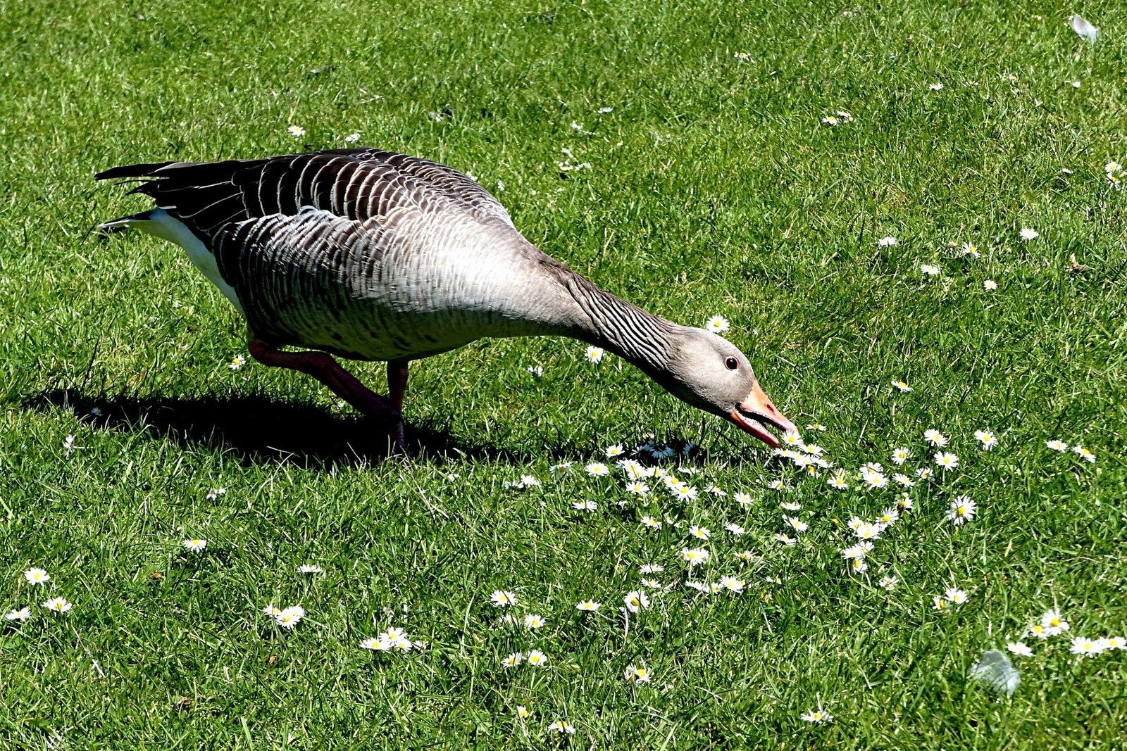 Weeder Geese