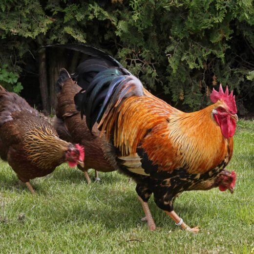 welsummer roosters