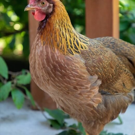 welsummer laying hens