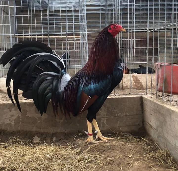 cardinal kelso cocks for sale - Image 2