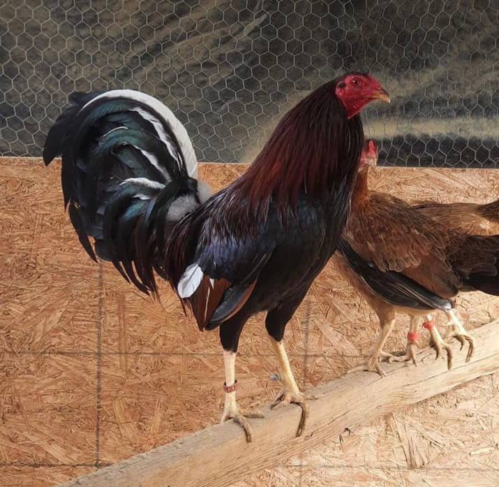 cardinal kelso cocks for sale