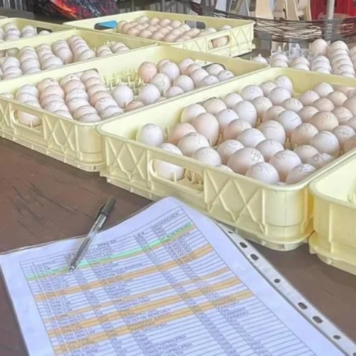 Purebred Black Roundhead Hatching Eggs For Sale
