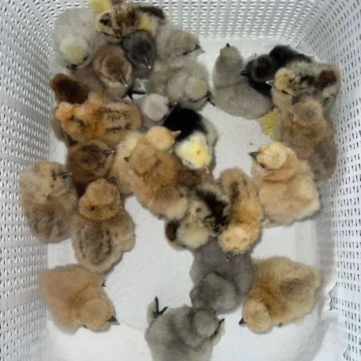 day-old Dom gamefowl chicks for sale