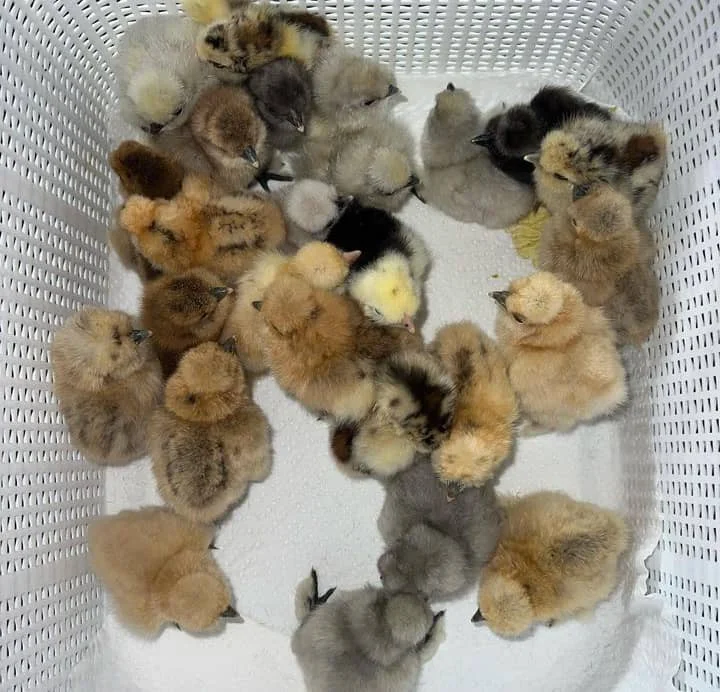 day-old Dom gamefowl chicks for sale