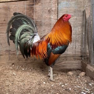 Purebred Gilmore Hatch Roosters For Sale
