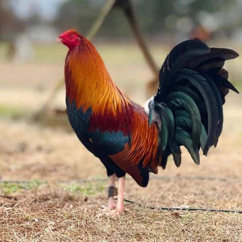 wheaten standard old english roosters for sale - Image 2