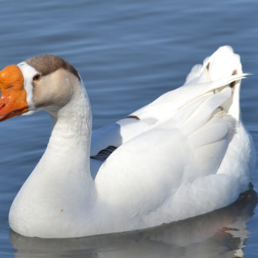 Buy White Chinese Geese For Sale