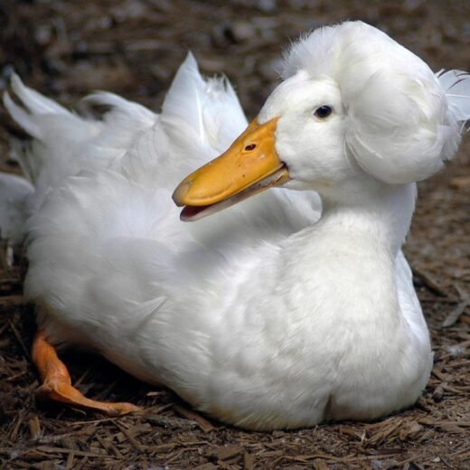 Buy White Crested Duck For Sale