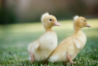 Buy White Crested Duck For Sale - Image 2