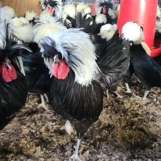 crested polish chickens for sale