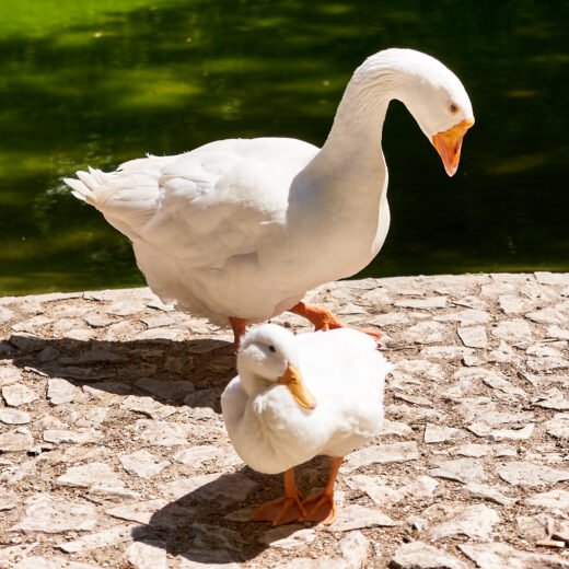 Buy White Embden Geese For Sale