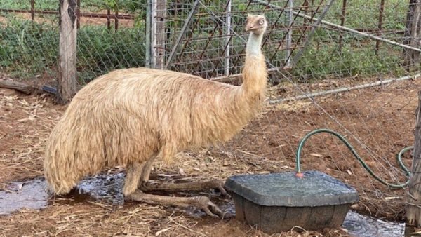 White Emus - Image 2