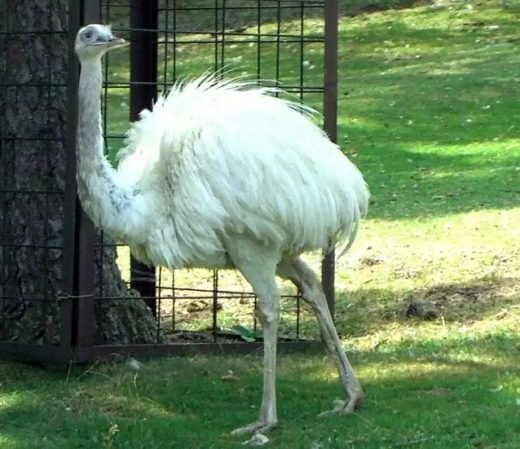White Emus