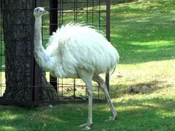 White Emus