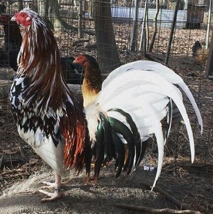 whitehackle game roosters for sale