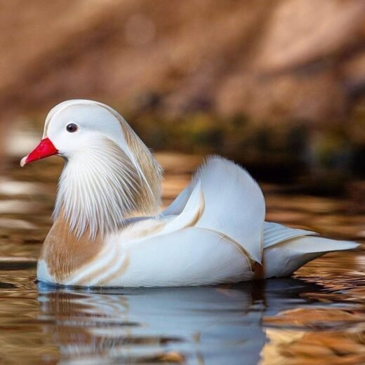 White Mandarin Ducks
