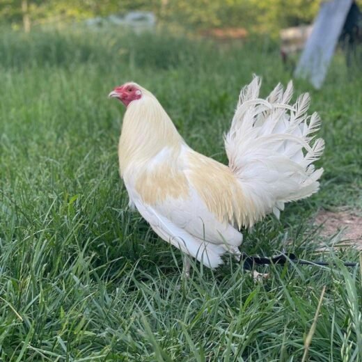 White Standard Old English Game Chickens For Sale