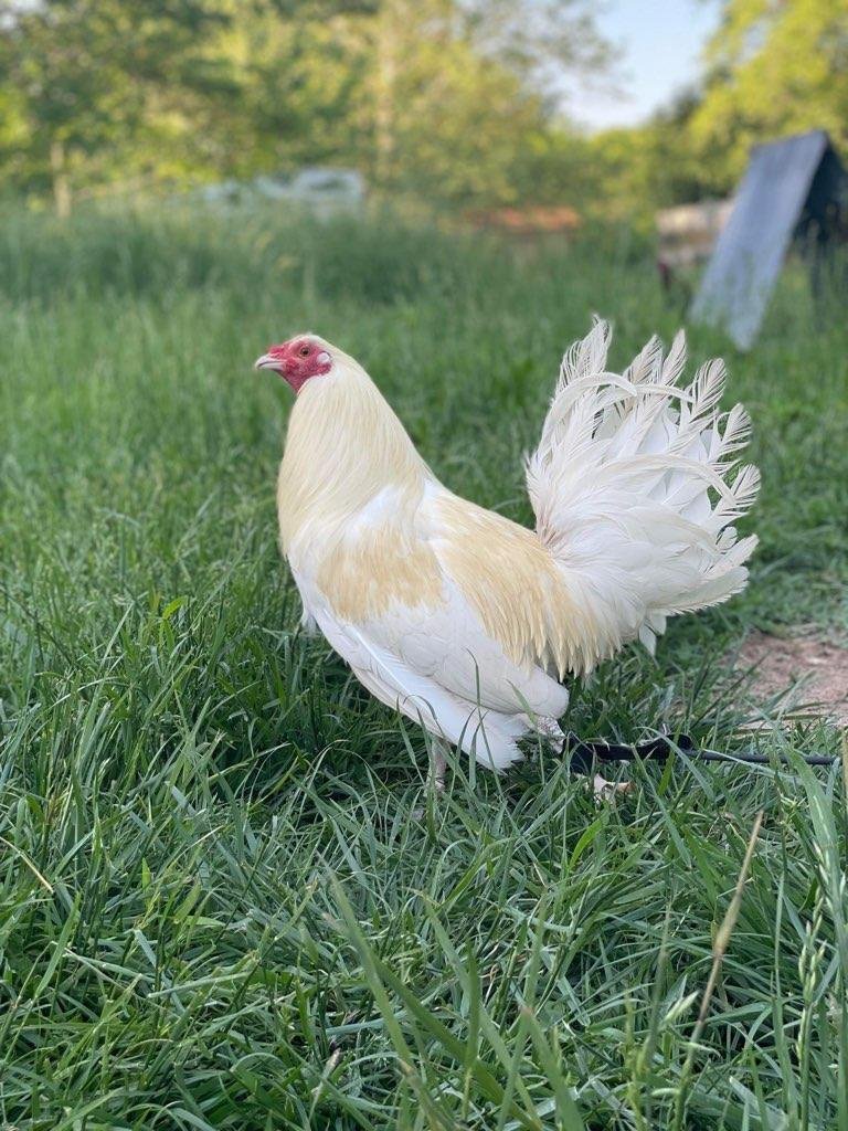 White Standard Old English Game Chickens For Sale