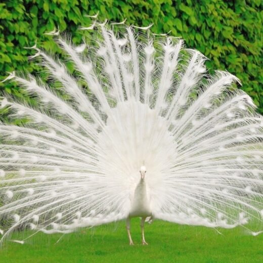 White Peafowl