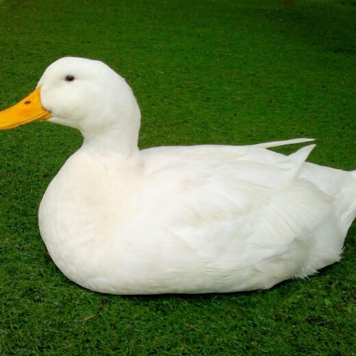 White Star Hybrid Duck