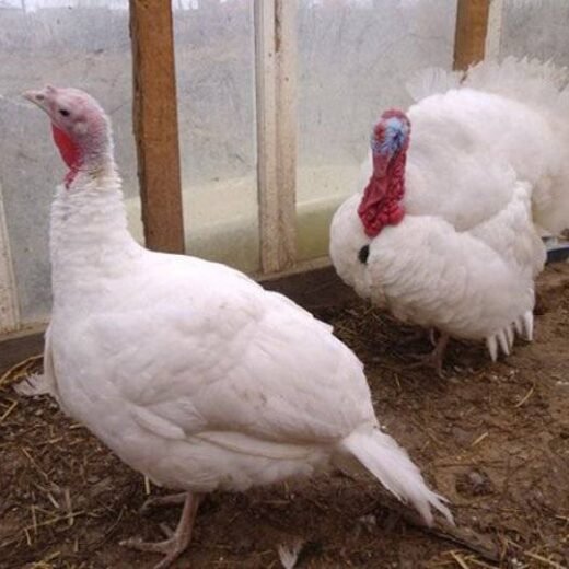 Buy White Turkeys For sale