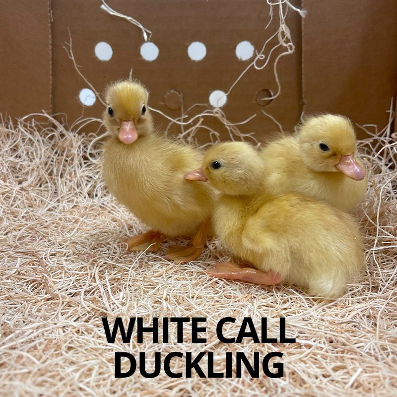 Buy sexed live White Call duckling day-old