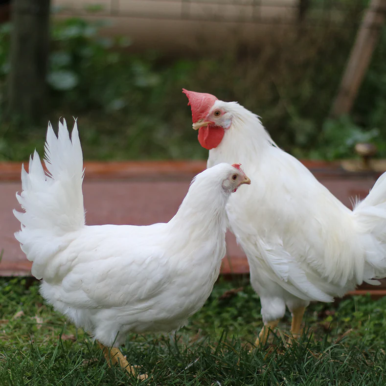 WHITE LEGHORN CHICKS