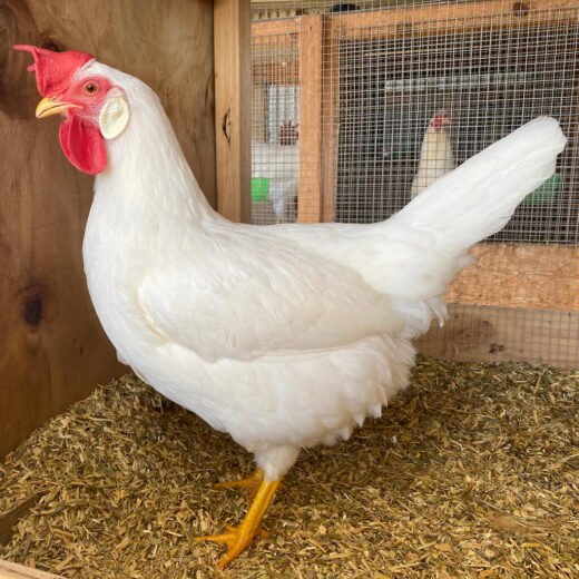 white leghorn hens for sale