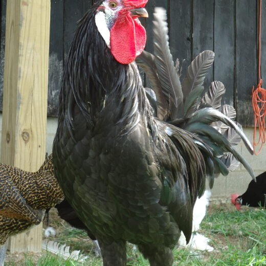 purebred White-Faced Black Spanish gamefowl roosters