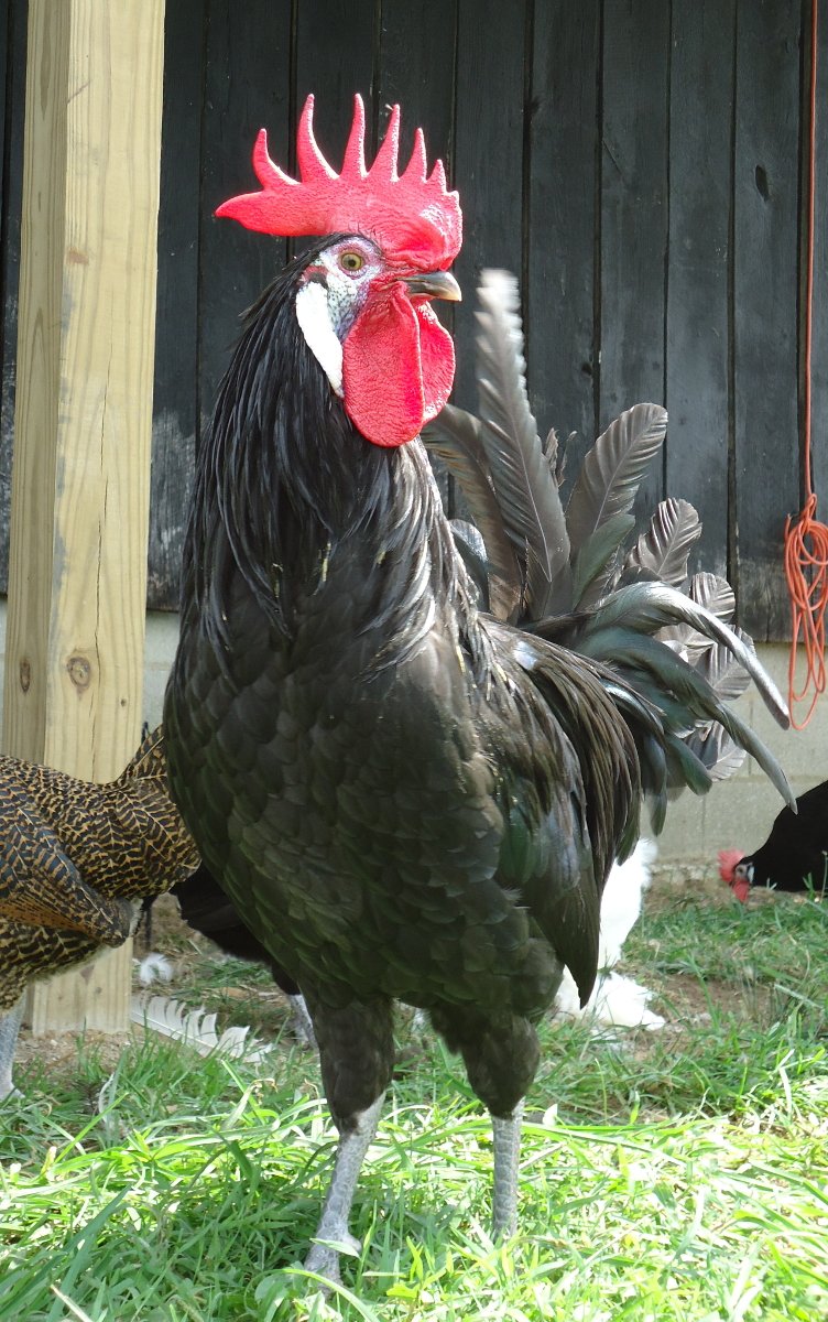 purebred White-Faced Black Spanish gamefowl roosters
