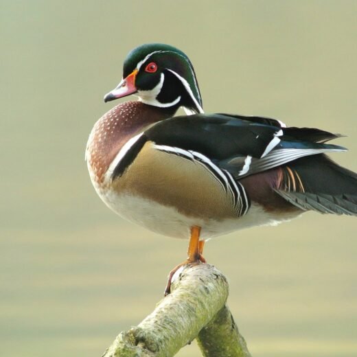 Wood Duck