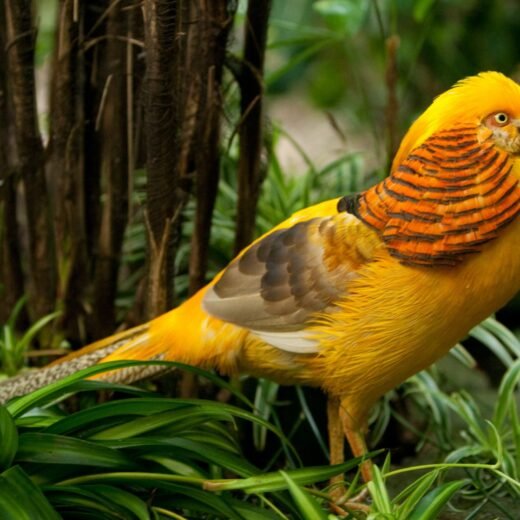 Yellow Golden Pheasants