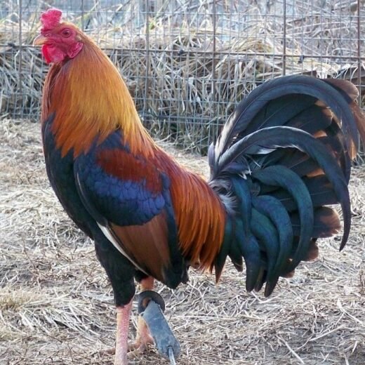 Buy Yellow Leg Hatch Albany For Sale