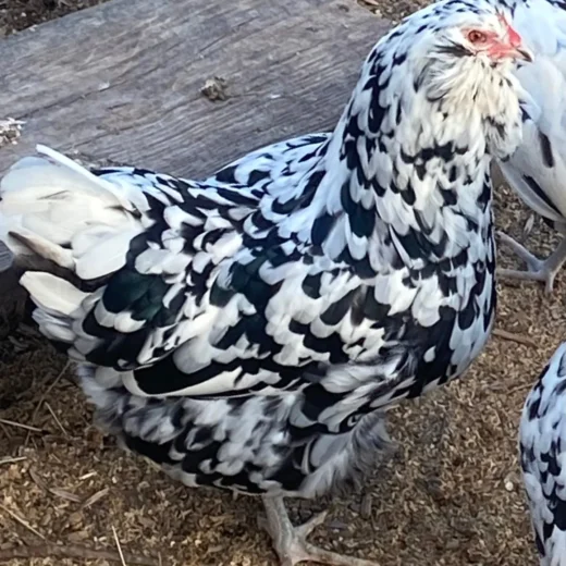 ermine ameraucana chickens for sale