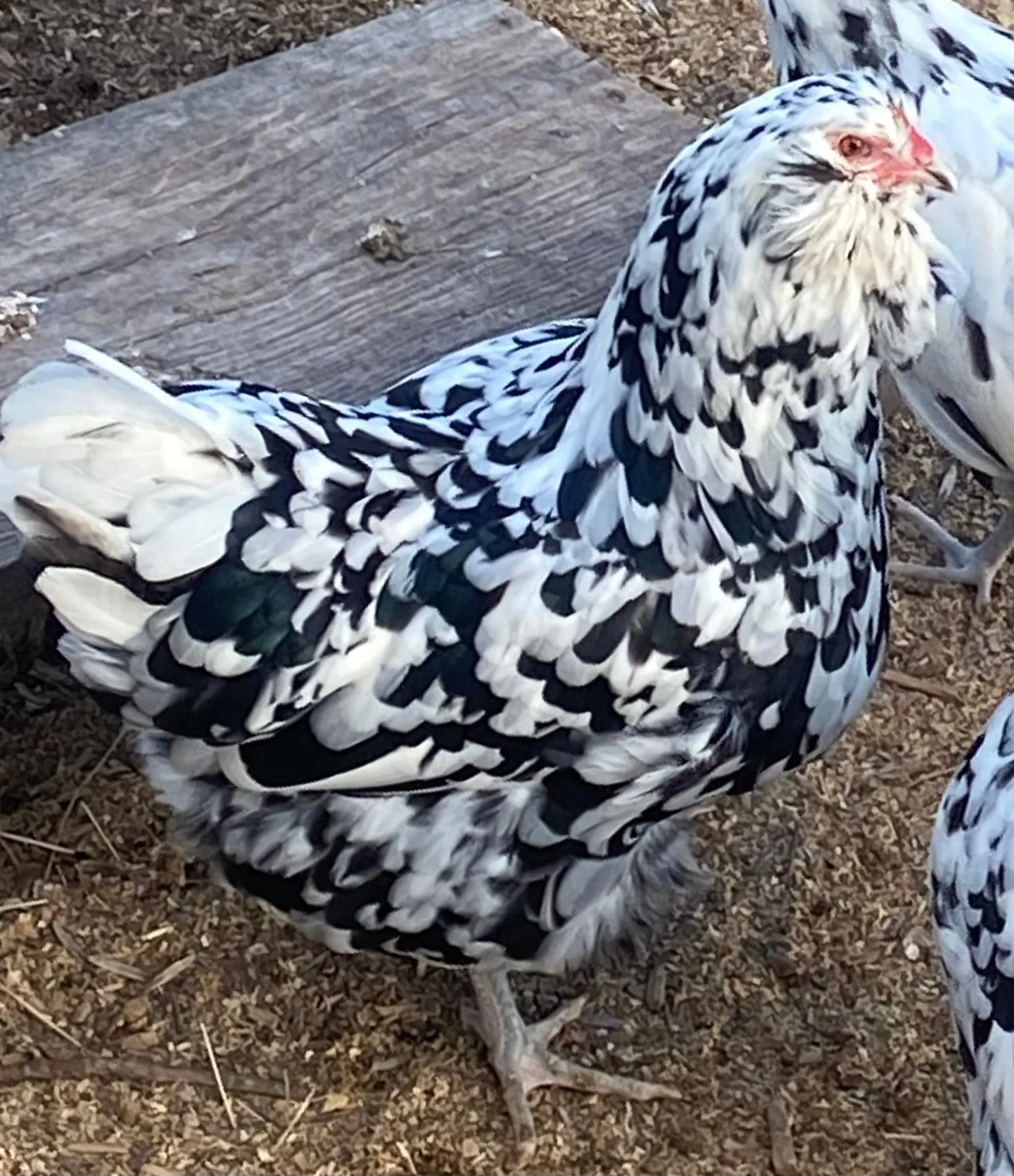 ermine ameraucana chickens for sale