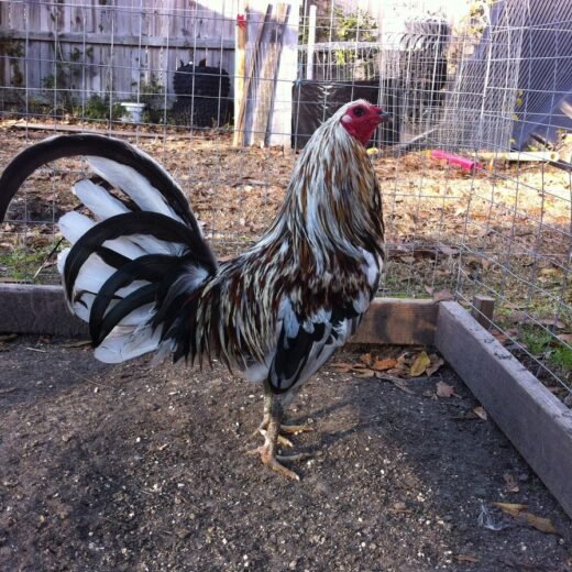 Purebred Lloyd Miner Blue Gamefowl Cocks