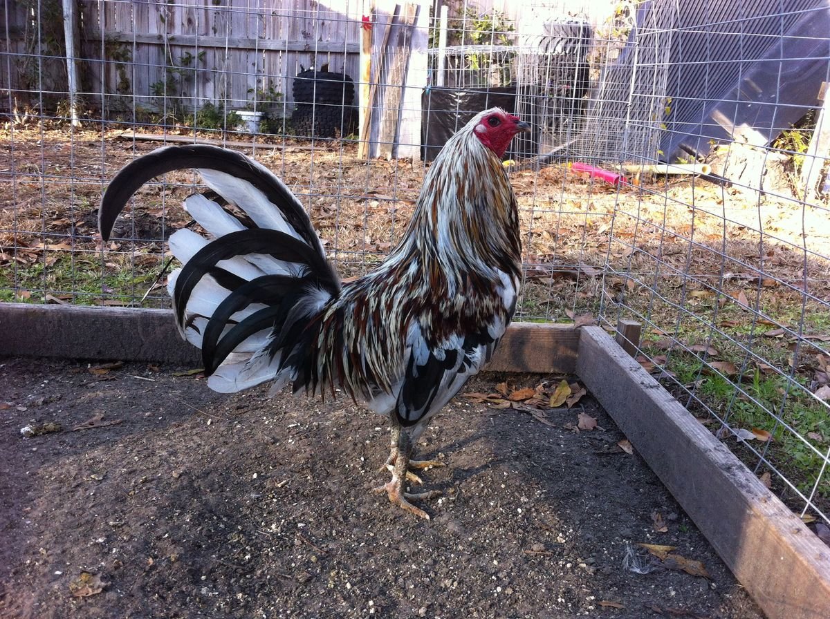 Purebred Lloyd Miner Blue Gamefowl Cocks