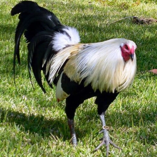 clement grey roosters for sale