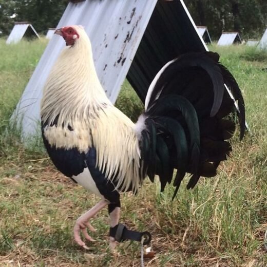 Purebred Bobby Fairchild Gamefowl Brood Cock