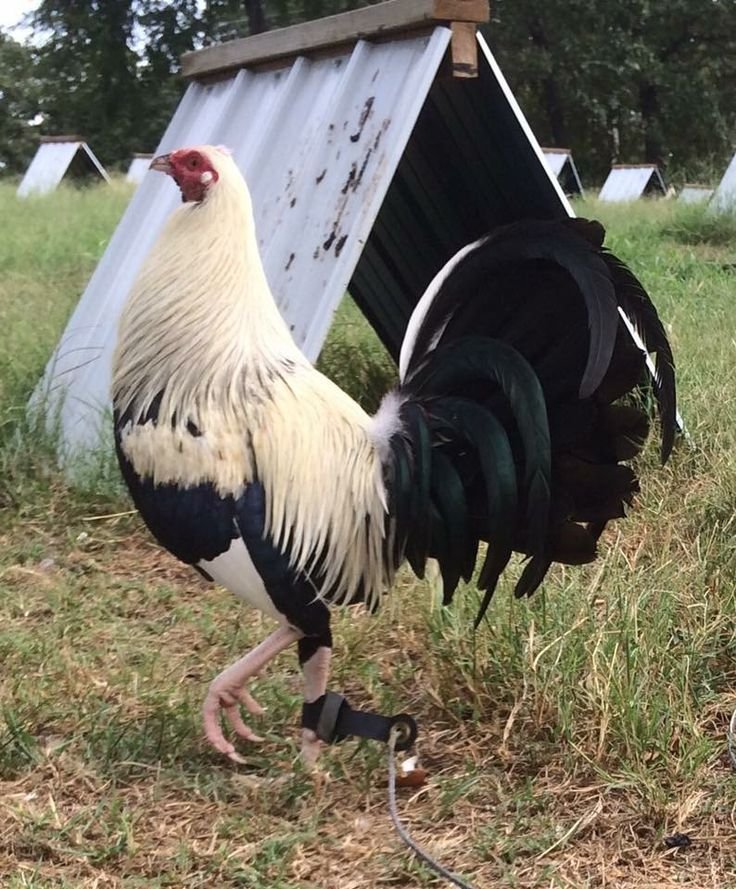 Purebred Bobby Fairchild Gamefowl Brood Cock
