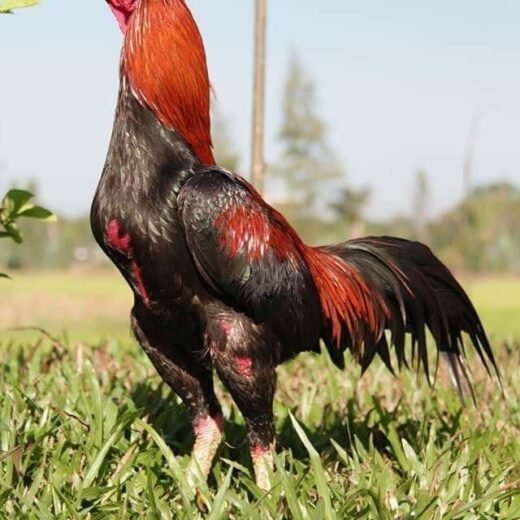 Buy purebred Thai gamefowl roosters online