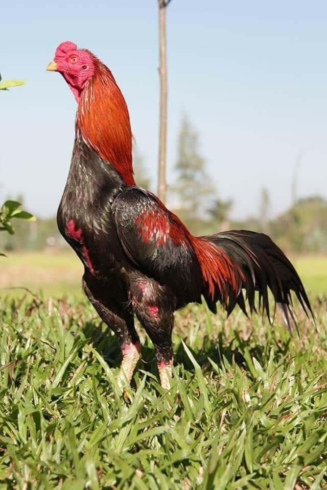 Buy purebred Thai gamefowl roosters online