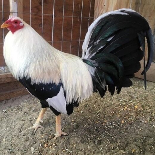 frost grey cock for sale
