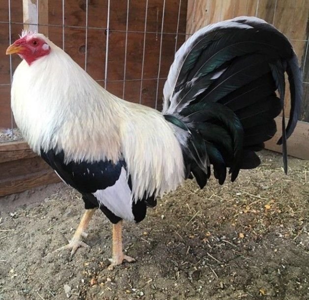 frost grey cock for sale