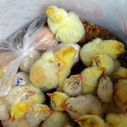 Rare Dong Tao Day-Old Chicks For Sale