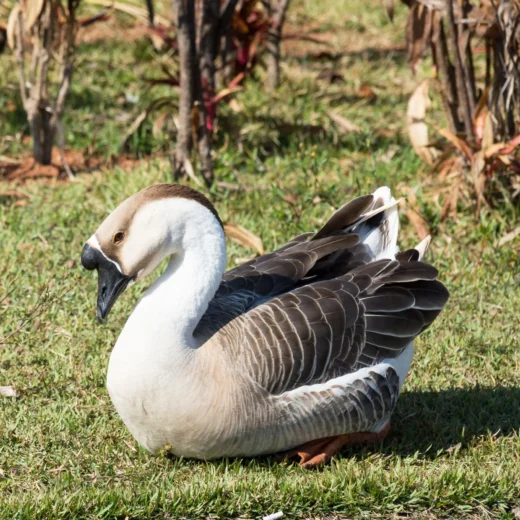 14-Month-Old Brown African Gander for Sale