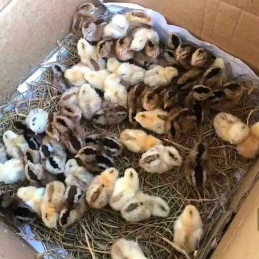 Pure Albany Day-Old Baby Chicks for Sale