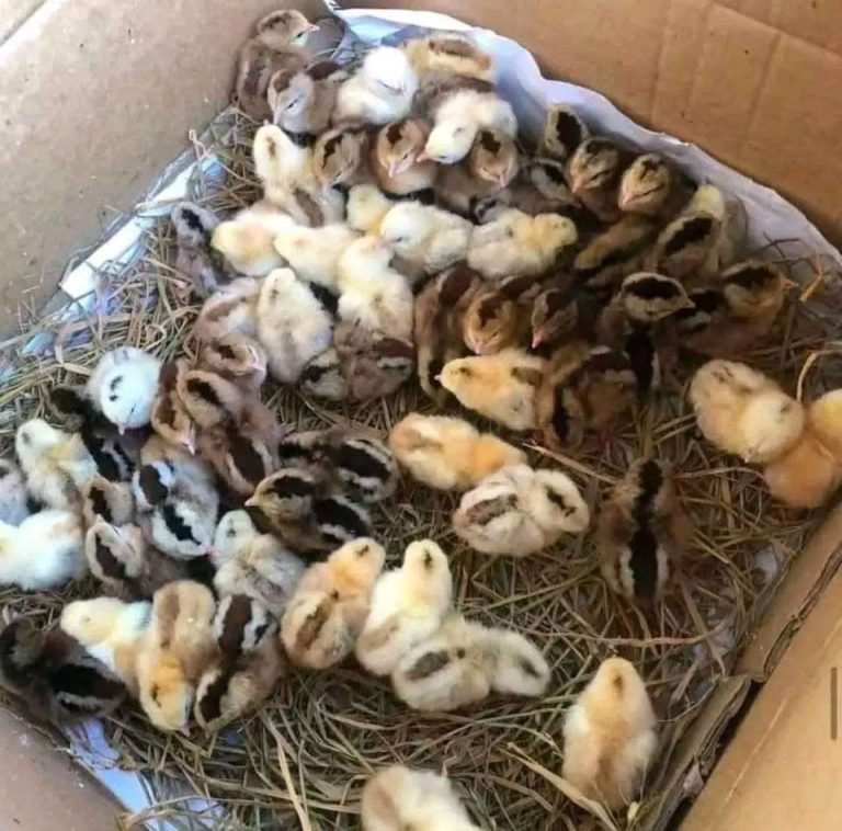 Pure Albany Day-Old Baby Chicks for Sale